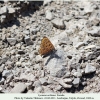 lycaena ochimus talysh female 3